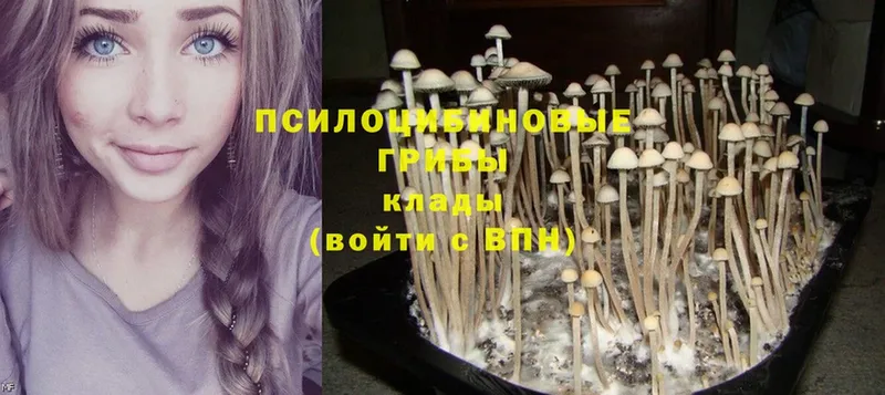 Галлюциногенные грибы Magic Shrooms  как найти закладки  Лермонтов 